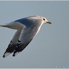 Sturmmöwe am Eidersperrwerk