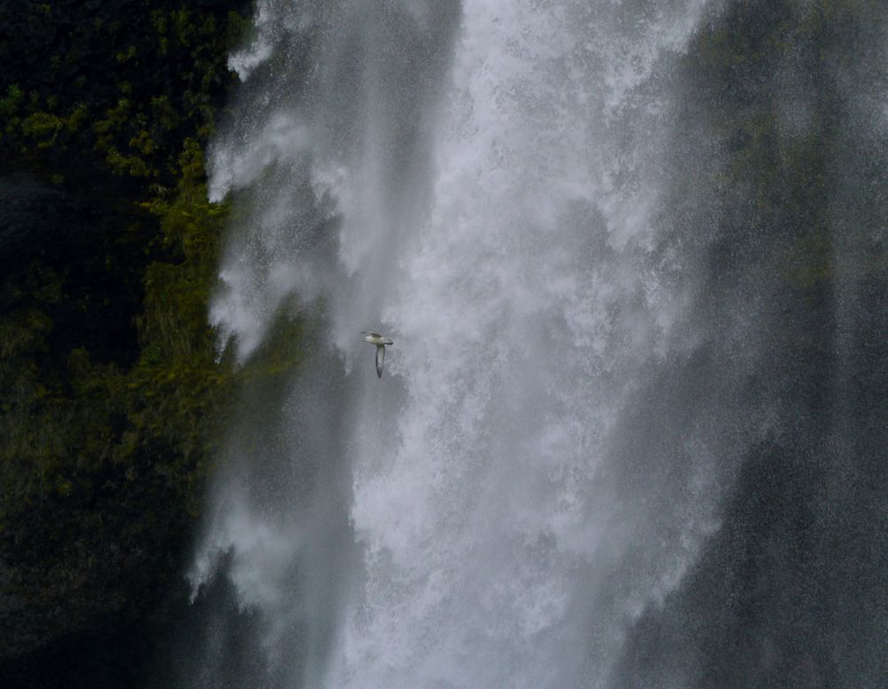 Sturmmöwe am Seljalandsfoss Wasserfall (50m)