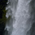 Sturmmöwe am Seljalandsfoss Wasserfall (50m)