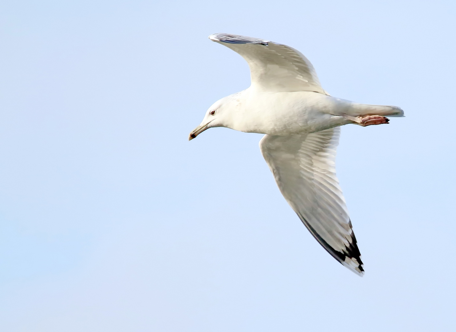 Sturmmöwe?.... Foto & Bild natur, tiere, vögel Bilder auf Sturmmöwe?.... Foto & Bild natur, tiere, vögel Bilder auf