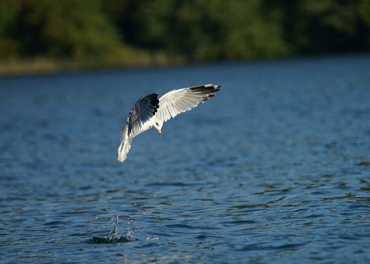 Sturmmöwe Foto & Bild natur, tiere, vögel Bilder auf Sturmmöwe Foto & Bild natur, tiere, vögel Bilder auf