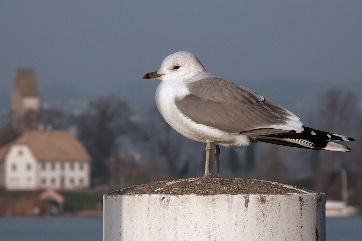 Sturmmöwe Foto & Bild tiere, wildlife, wild lebende vögel Bilder auf Sturmmöwe Foto & Bild tiere, wildlife, wild lebende vögel Bilder auf