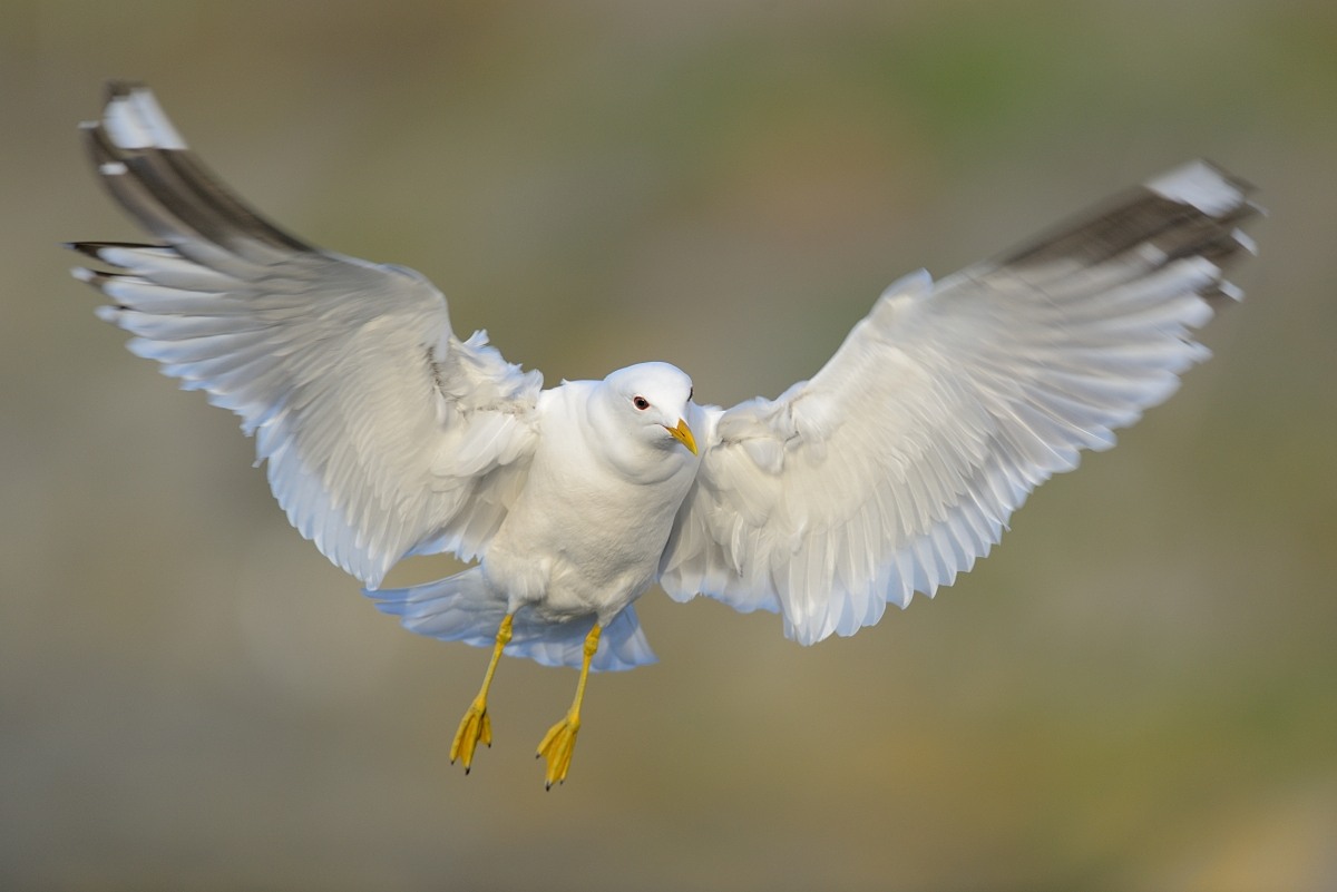 Sturmmöwe im Flug