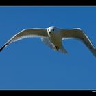 Sturmmöwe im Flug • Insel Texel, Nord-Holland, Niederlande (21-21422)