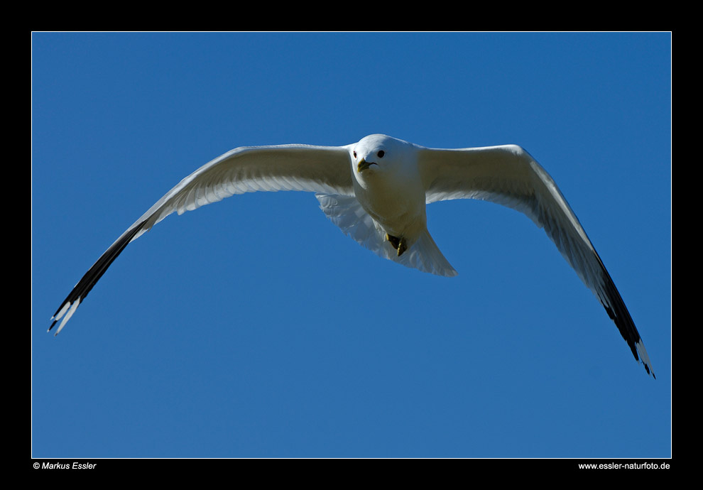 Sturmmöwe im Flug • Insel Texel, Nord-Holland, Niederlande (21-21422)