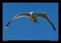 Sturmmöwe im Flug • Insel Texel, Nord-Holland, Niederlande (21-21422)