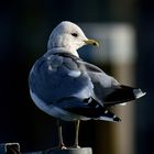 Sturmmöwe im Winterlicht (Larus canus)