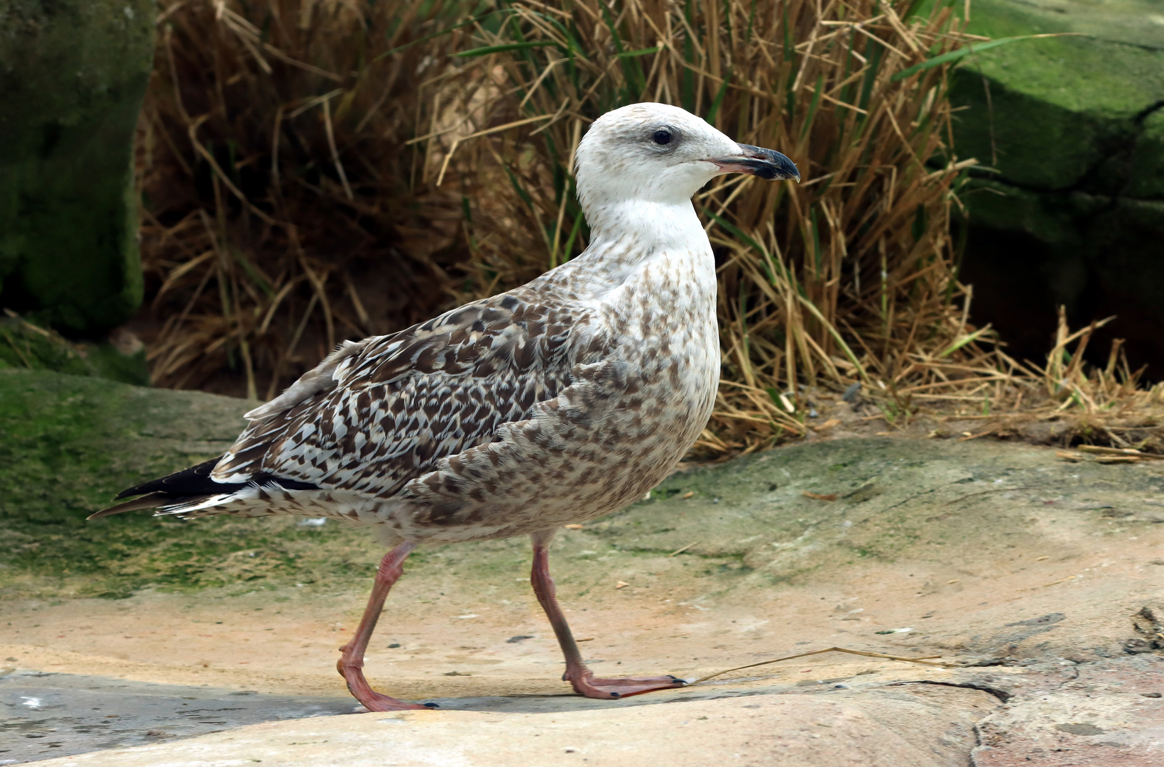 Sturmmöwe, Jungvogel im ersten Jahr