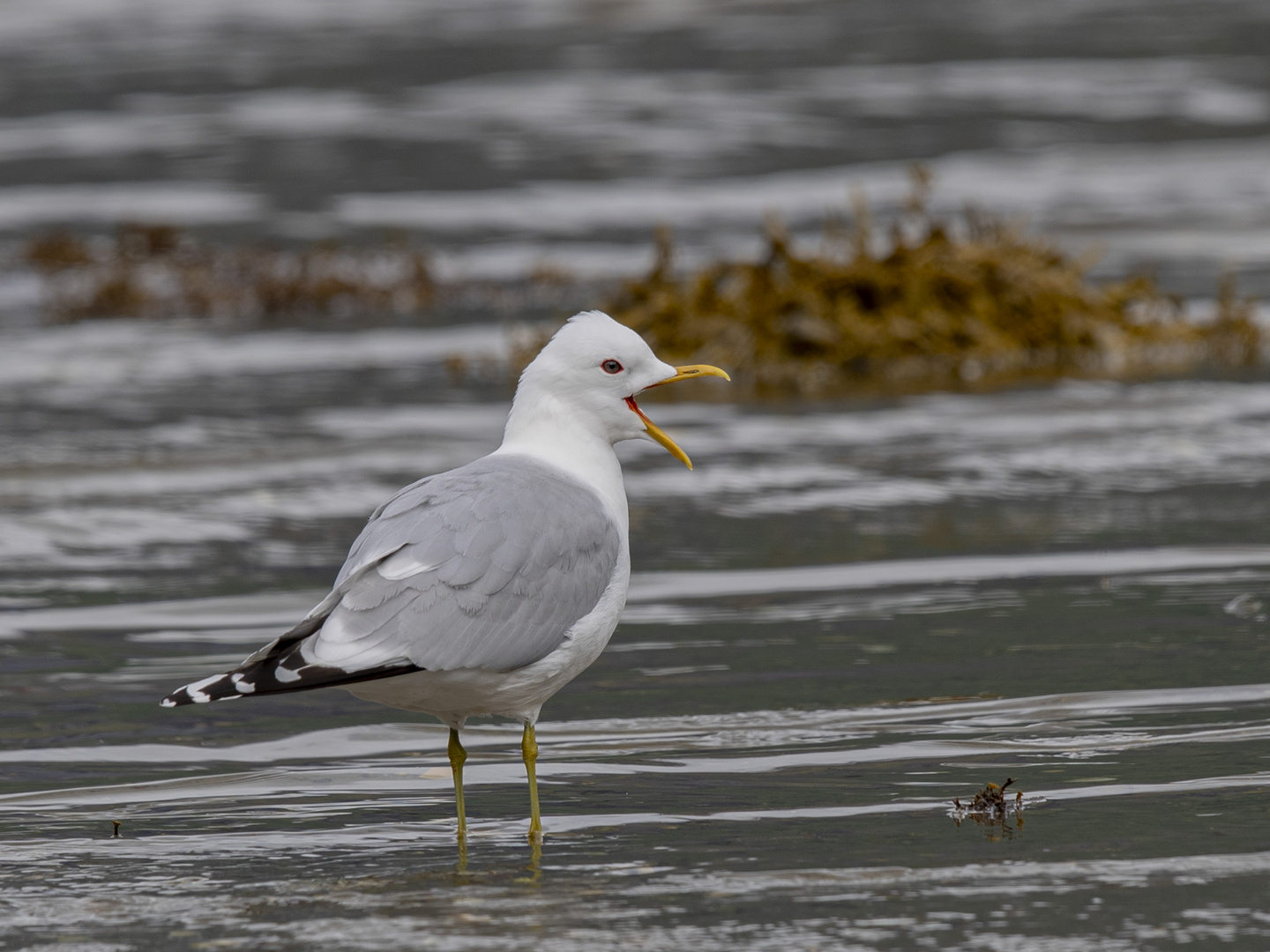 STURMMÖWE (Larus canus)