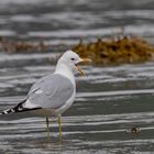 STURMMÖWE (Larus canus)