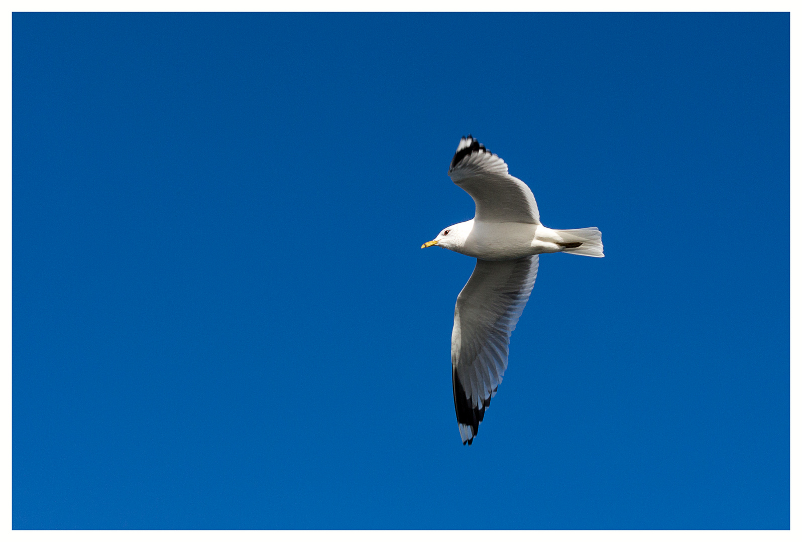 Sturmmöwe (Larus canus)