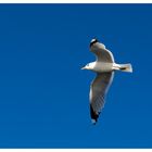 Sturmmöwe (Larus canus)