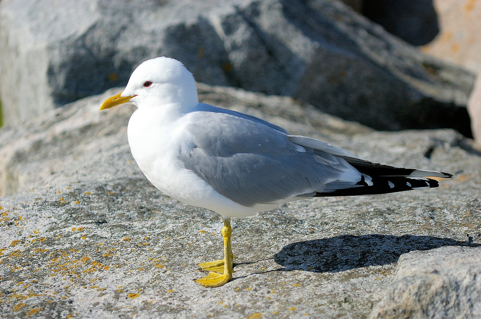 Sturmmöwe (Larus canus)