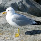 Sturmmöwe (Larus canus)