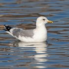 Sturmmöwe (Larus canus) im Schlichtkleid