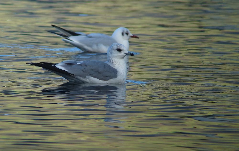 Sturmmöwe mit Lachmöwe