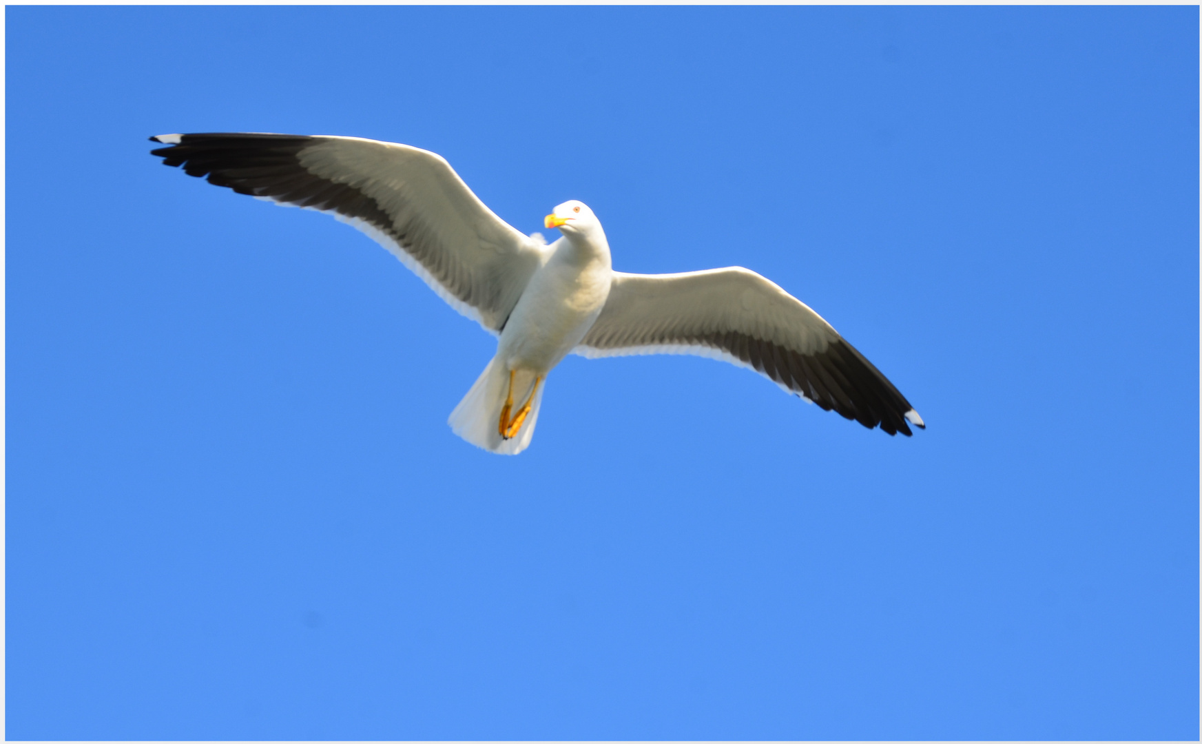 Sturmmöwe über der Ostsee