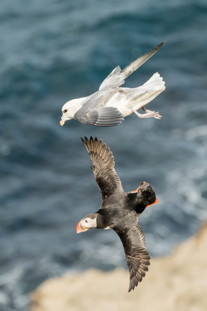 Sturmmöwe vs. Puffin