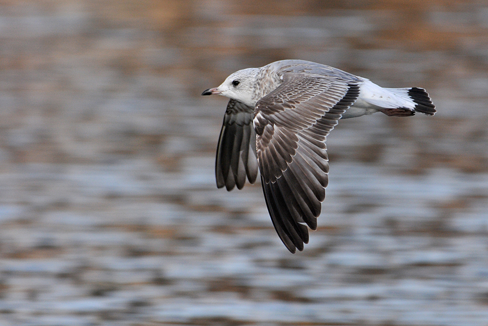 Sturmmöwen – Flug