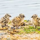 … Sturmmöwen-Trio freut sich des Lebens …