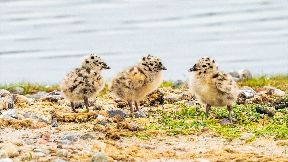 … Sturmmöwen-Trio freut sich des Lebens …