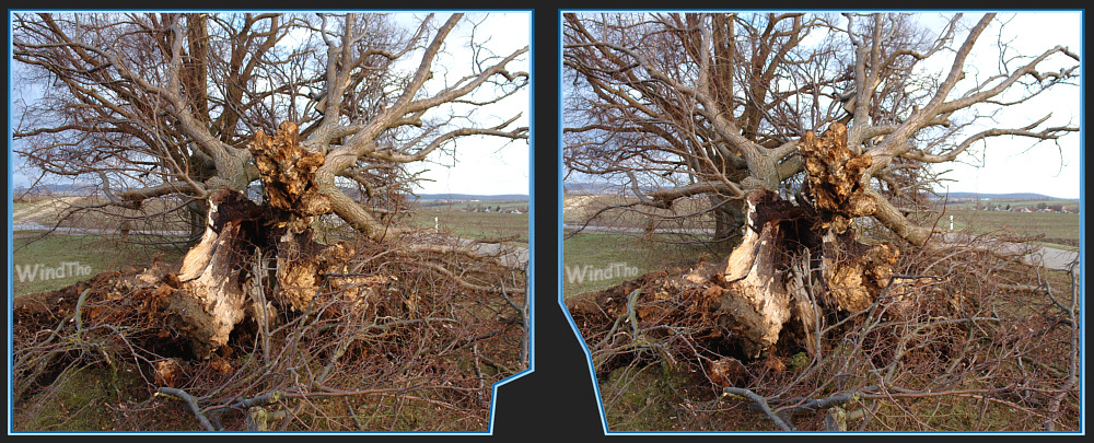 Sturmschaden - Baum weggeklappt