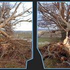 Sturmschaden - Baum weggeklappt