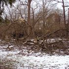 Sturmschaden durch Sturm Xynthia im Schlossgarten 01