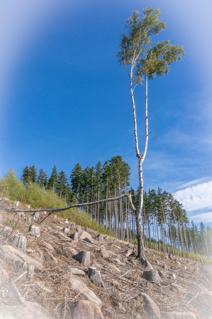 Sturmschaden - Harz