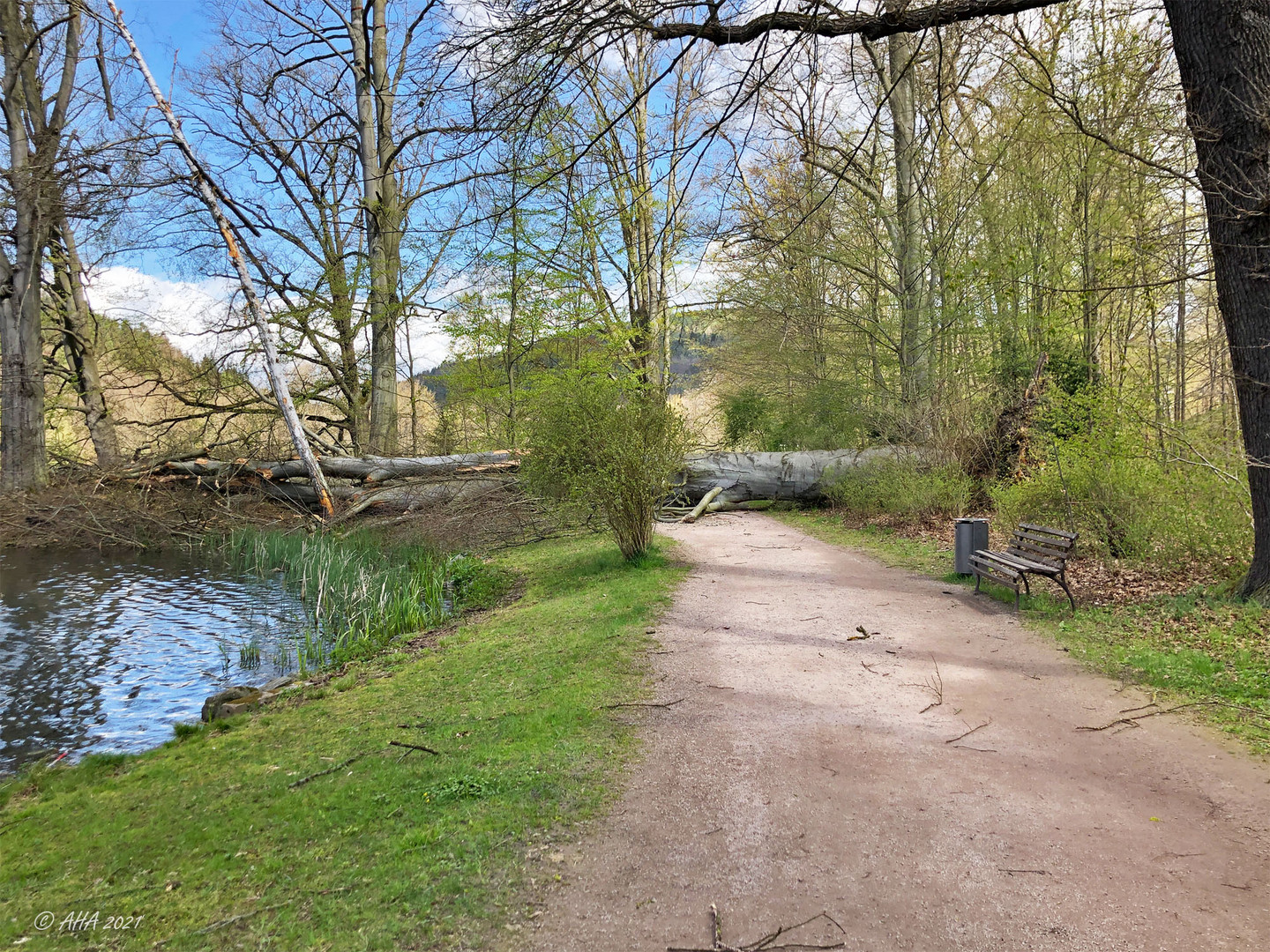 Sturmschaden im Greizer Park - 1