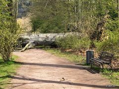 Sturmschaden im Greizer Park - 2