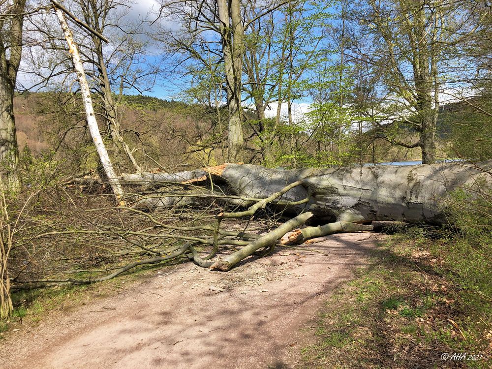 Sturmschaden im Greizer Park - 3