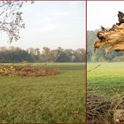 Sturmschaden mit Bruchstelle