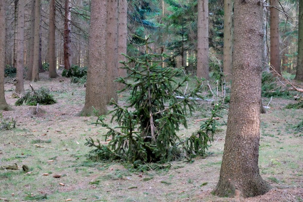 Sturmschäden am Hutwisch