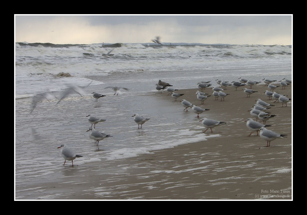 Sturmtag an der Ostsee