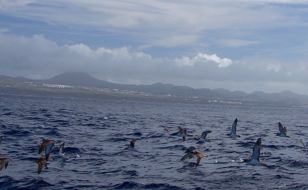 Sturmtaucher vor Sao Miguel