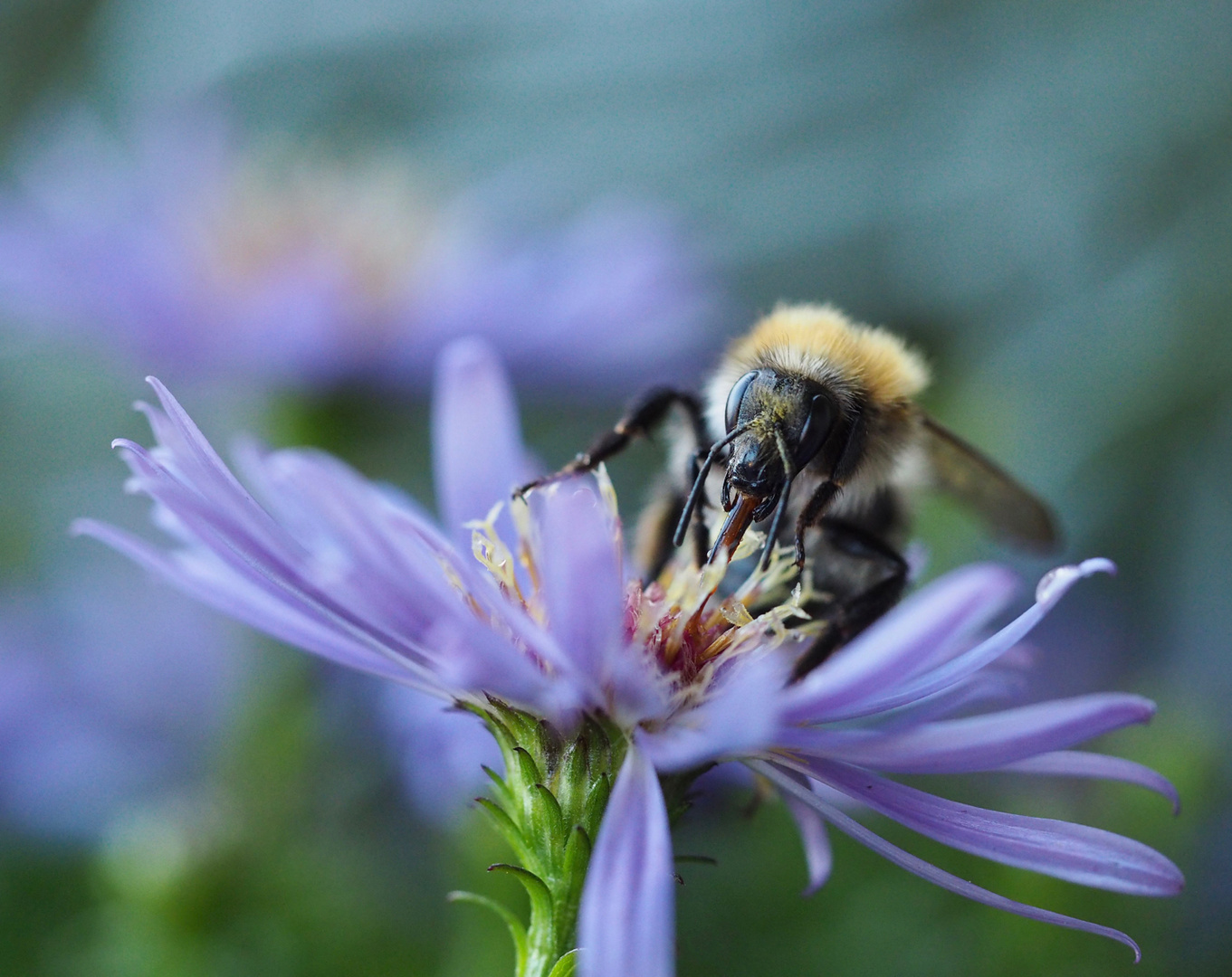 „Sturmtief Herwart" und die letzte Hummel...