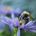 „Sturmtief Herwart" und die letzte Hummel...