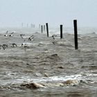 Sturmvögel - Xaver vor Neuharlingersiel