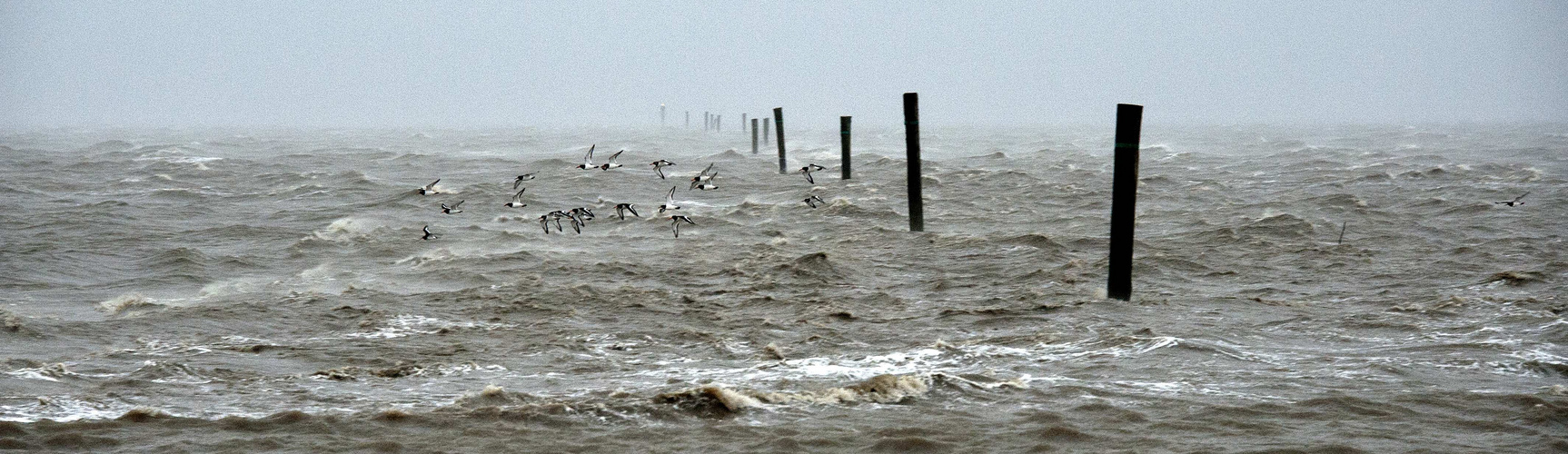 Sturmvögel - Xaver vor Neuharlingersiel