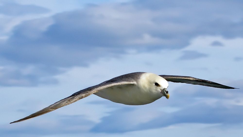 Sturmvogel Foto & Bild europe, tiere, wildlife Bilder auf Sturmvogel Foto & Bild europe, tiere, wildlife Bilder auf