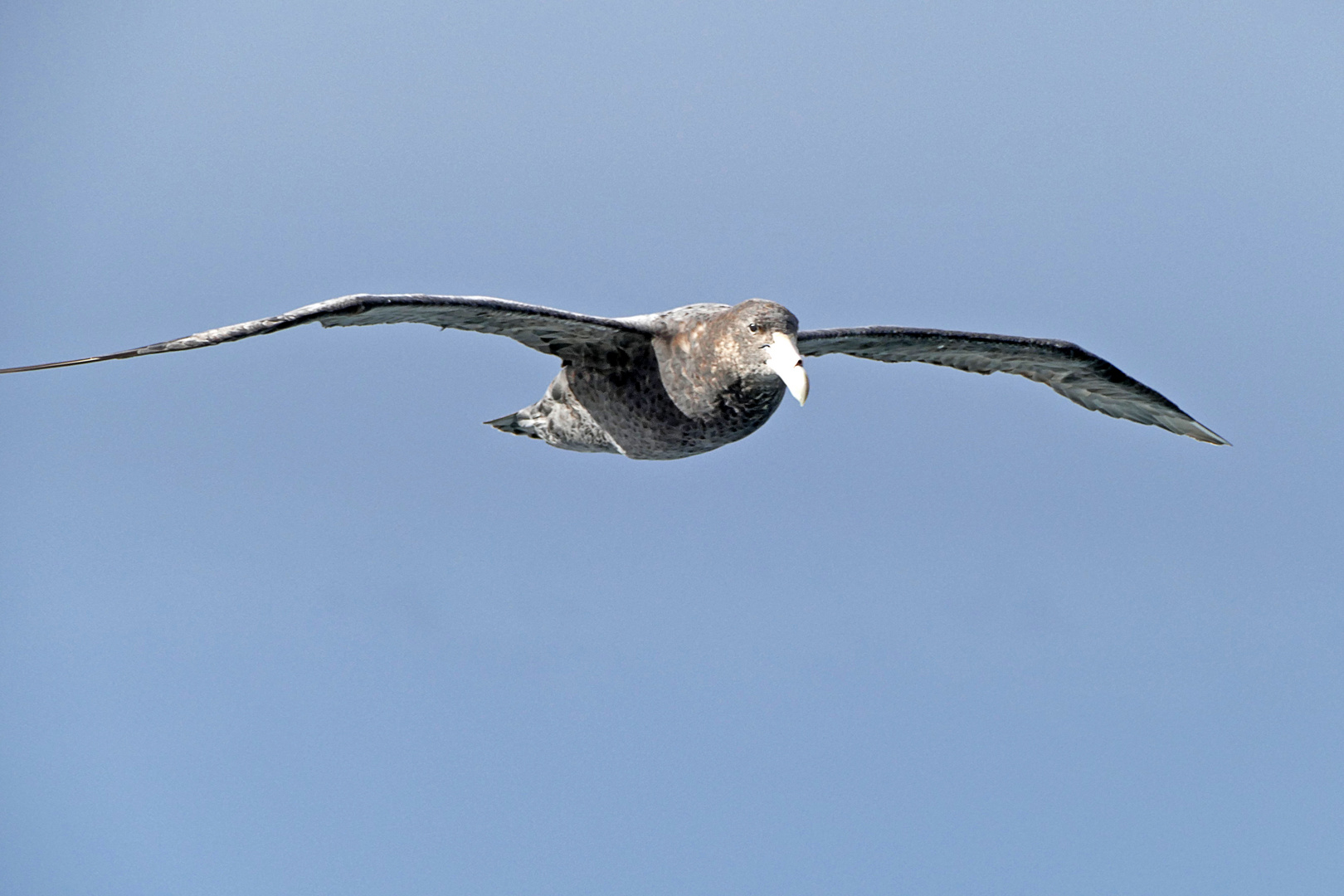 Sturmvogel im Beagle Channel