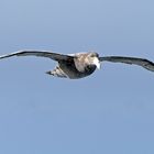 Sturmvogel im Beagle Channel