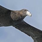 Sturmvogel im Beagle Channel