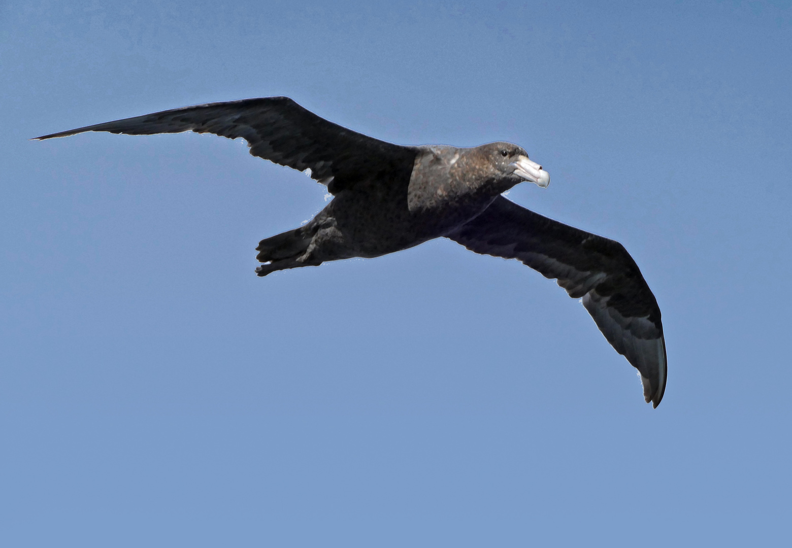 Sturmvogel im Beagle Channel