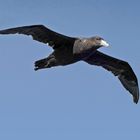 Sturmvogel im Beagle Channel