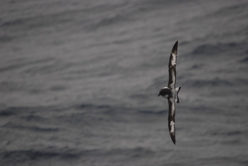 Sturmvogel in Drake-Passage II