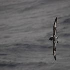 Sturmvogel in Drake-Passage II