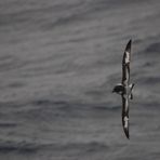 Sturmvogel in Drake-Passage II