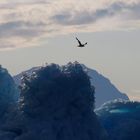 Sturmvogel über Eisberg